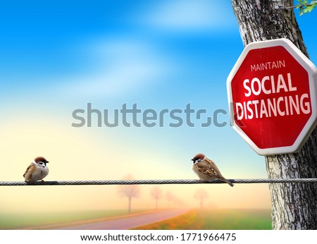 Birds practicing social distancing. Covid-19 awareness theme concept with humour.