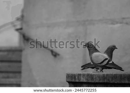 Birds in Prague, street photo