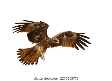 Birds of prey Black kite (Milvus migrans) flying isolated on a white background.