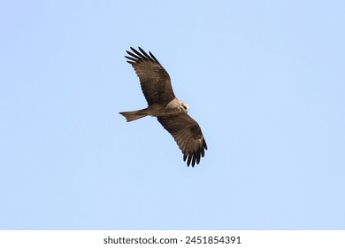 Birds of prey Black Kite (Milvus migrans) flying isolated on background - Powered by Shutterstock