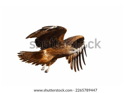 Similar – Awesome bird of prey in flight