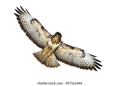 7,134 Buzzard flying Images, Stock Photos & Vectors | Shutterstock