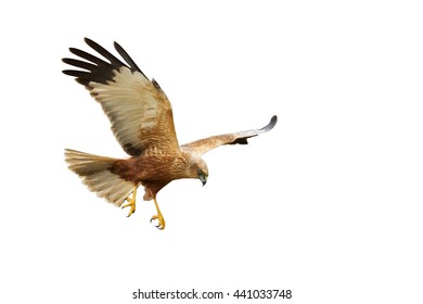 Flying Bird Prey Isolated Bird White Stock Photo (Edit Now) 374761699