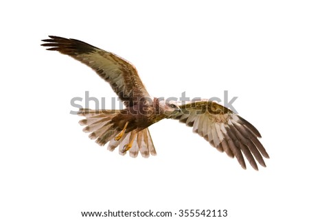 Similar – Awesome bird of prey in flight