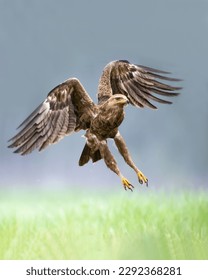 Birds of prey - Lesser Spotted Eagle Aquila pomarina on the meadow, spring time Poland Europe - Shutterstock ID 2292368281