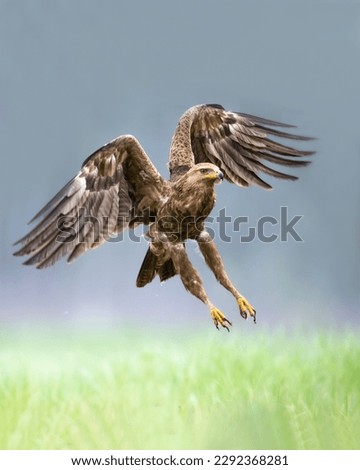Birds of prey - Lesser Spotted Eagle Aquila pomarina on the meadow, spring time Poland Europe ストックフォト © 