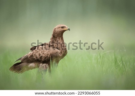 Birds of prey - Lesser Spotted Eagle Aquila pomarina on the meadow, spring time Poland Europe [[stock_photo]] © 