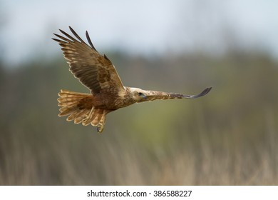 Birds of prey - Marsh Harrier (Circus aeruginosus) male, landing, hunting time - Shutterstock ID 386588227