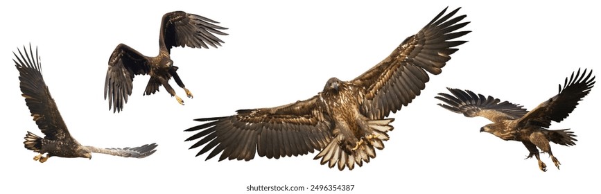 Birds of prey White tailed eagle haliaeetus albicilla isolated on white background flying juvenile bird	mix four birds - Powered by Shutterstock