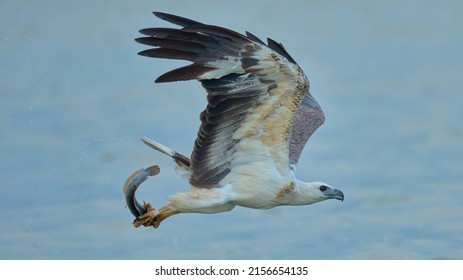 (Birds of Prey) White-Bellied Sea Eagle flying off the coast with its fish prey 