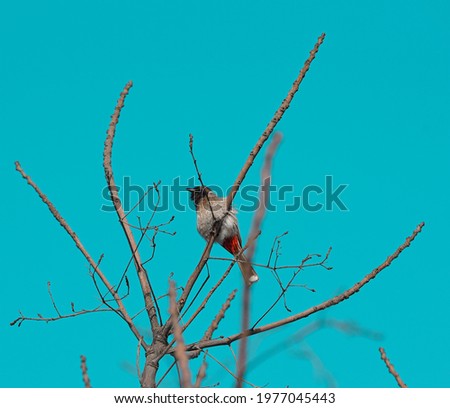 Similar – Foto Bild Meisenwinter (bunt) Vogel