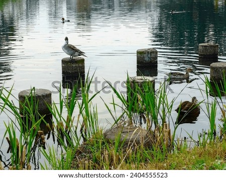 birds resting at beautiful waterside
