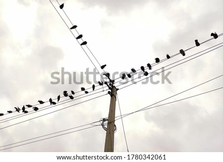 birds are resting on electrical supply wire