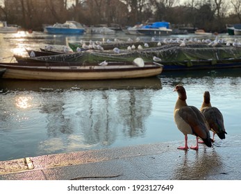 Birds in river Thames at Richmond Upon Thames 