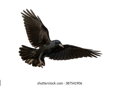 Birds - Rook (Corvus frugilegus) isolated on white background