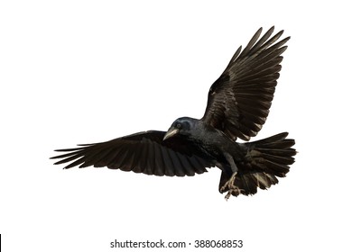 Vögel - Rook (Corvus frugilegus) einzeln auf weißem Hintergrund