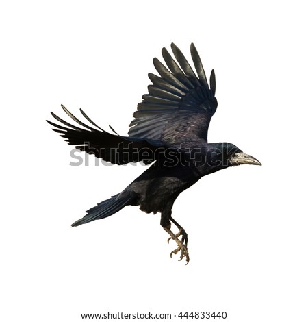 Birds - Rook (Corvus frugilegus) isolated on white background