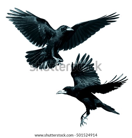 Birds - Rook (Corvus frugilegus) isolated on white background. Mix two birds.