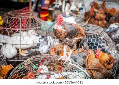 11 567 Birds Of Vietnam Images Stock Photos Vectors Shutterstock 11 567 Birds Of Vietnam Images Stock Photos Vectors Shutterstock