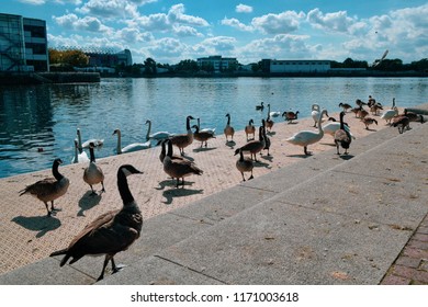 Birds From Salford Quays