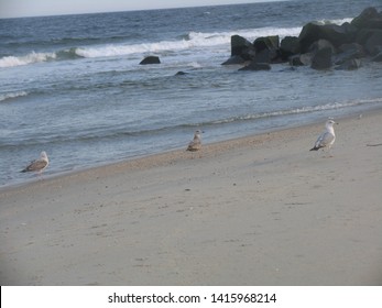 Birds At Sea Bright, NJ