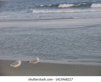 Birds At Sea Bright, NJ