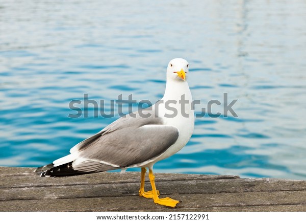Birds.\
Sea gull on a pier close to the water in sunny\
day