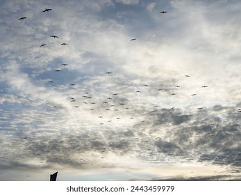 Birds seagulls fly against the sky
