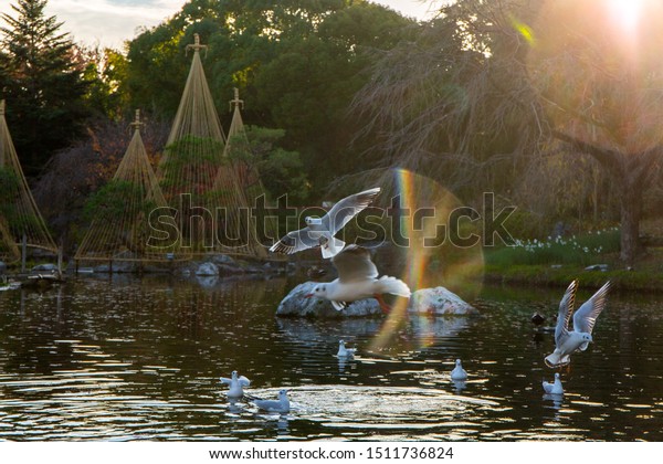 Birds Shirotori Garden Japan Decemeber 05 Stock Photo Edit Now