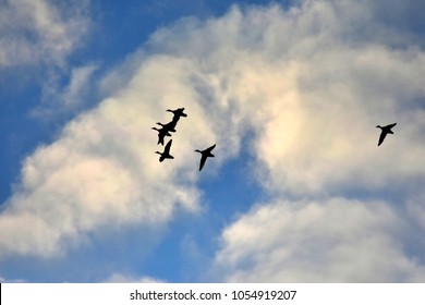 Birds silhouettes on the cloudy sky - Shutterstock ID 1054919207