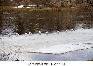 Birds Sitting On Block Of Ice