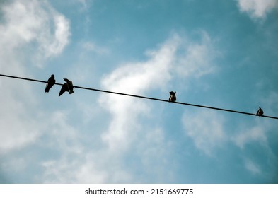 Birds are sitting on the electric wire in the morning. Morning birds playing, singing and praising the beauty of nature.