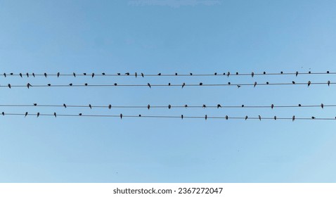 Birds sitting on electric wires along with blue sky - Powered by Shutterstock