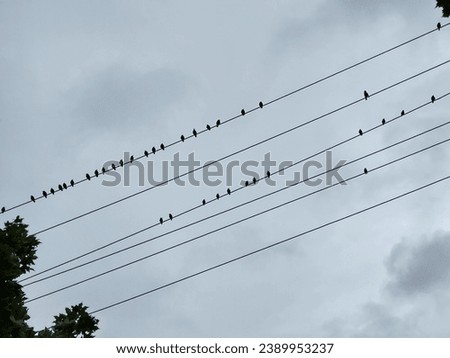 Birds sitting on electricity wires in the town. Slvakia
