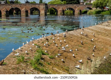 Birds sitting on the old cauld weir during a low flow summer drought on the River Nith in Dumfries, Scotland