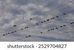 birds sitting on a power line, Panasonic g80