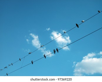  birds sitting on power lines over clear sky