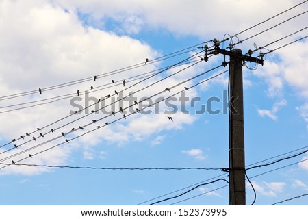 Birds sitting on power lines over clear sky