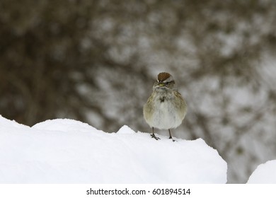 Birds Sitting On Snow Bank.
Isolated Finch Bird Standing On Snow During Winter.