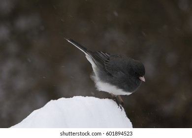 Birds Sitting On Snow Bank.
Isolated Finch Bird Standing On Snow During Winter.