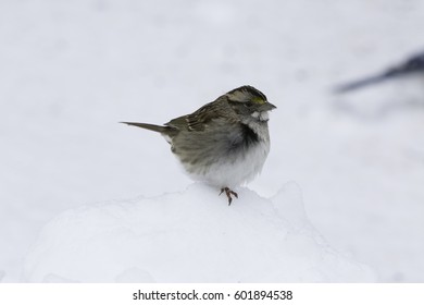 Birds Sitting On Snow Bank.
Isolated Finch Bird Standing On Snow During Winter.