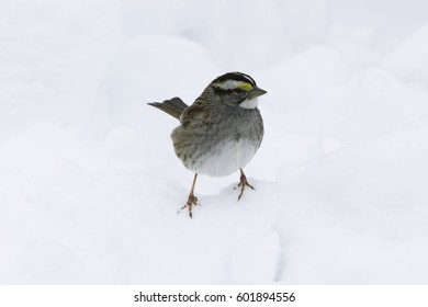 Birds Sitting On Snow Bank.
Isolated Finch Bird Standing On Snow During Winter.