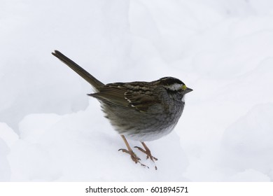 Birds Sitting On Snow Bank.
Isolated Finch Bird Standing On Snow During Winter.