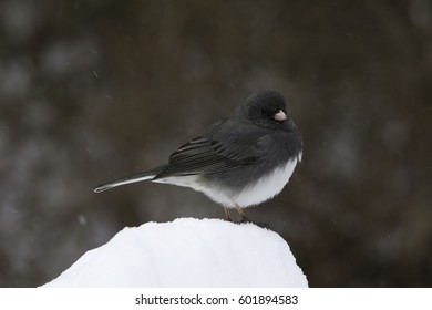 Birds Sitting On Snow Bank.
Isolated Finch Bird Standing On Snow During Winter.