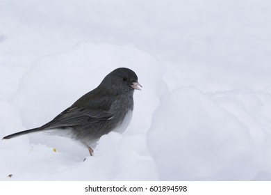 Birds Sitting On Snow Bank.
Isolated Finch Bird Standing On Snow During Winter.