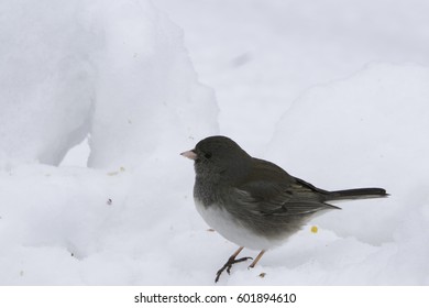 Birds Sitting On Snow Bank.
Isolated Finch Bird Standing On Snow During Winter.