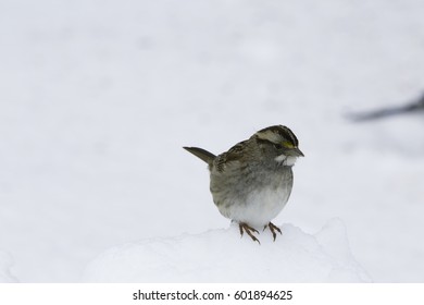 Birds Sitting On Snow Bank.
Isolated Finch Bird Standing On Snow During Winter.