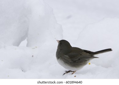 Birds Sitting On Snow Bank.
Isolated Finch Bird Standing On Snow During Winter.