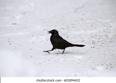 Birds Sitting On Snow Bank.
Isolated Finch Bird Standing On Snow During Winter.
Grackle Bird Feeding During Winter.