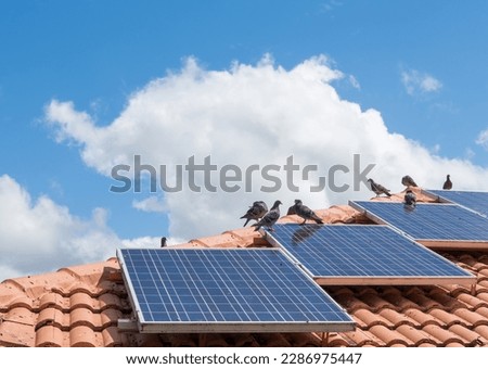 Birds sitting on solar panels on tiled roof of house, solar panels dirty with pigeon droppings.
